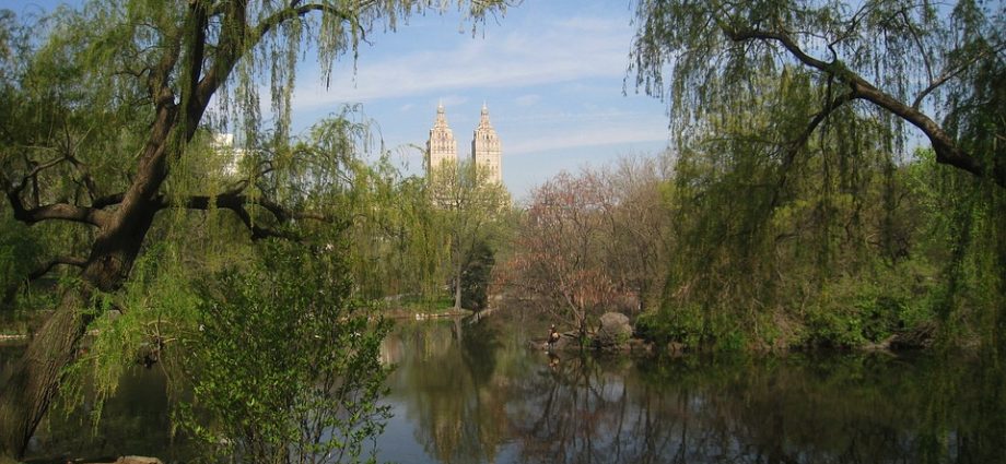 New York City scenery or skyline